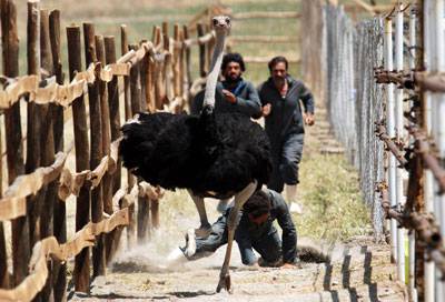 نقد فیلم سینمایی آواز گنجشک‌ها در سایت منظوم