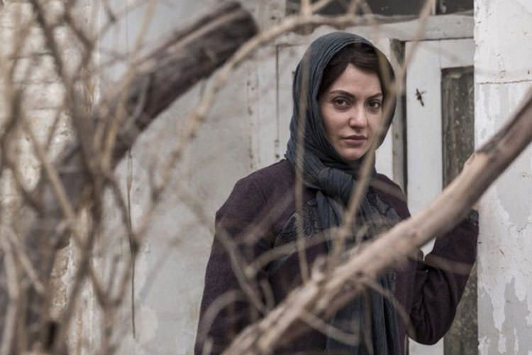 دارکوب دارکوب